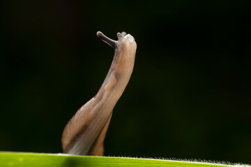 slug inhabiting on the leaves of wild plants