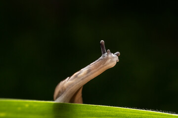 slug inhabiting on the leaves of wild plants