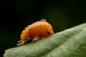 Ladybug pupae on wild plant leaves
