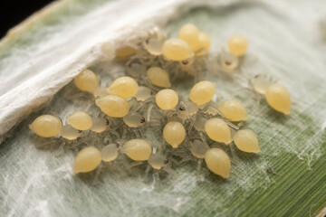 spider inhabiting on the leaves of wild plants