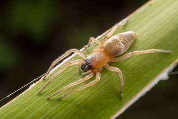 spider inhabiting on the leaves of wild plants