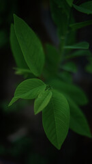green leaves in the morning sun