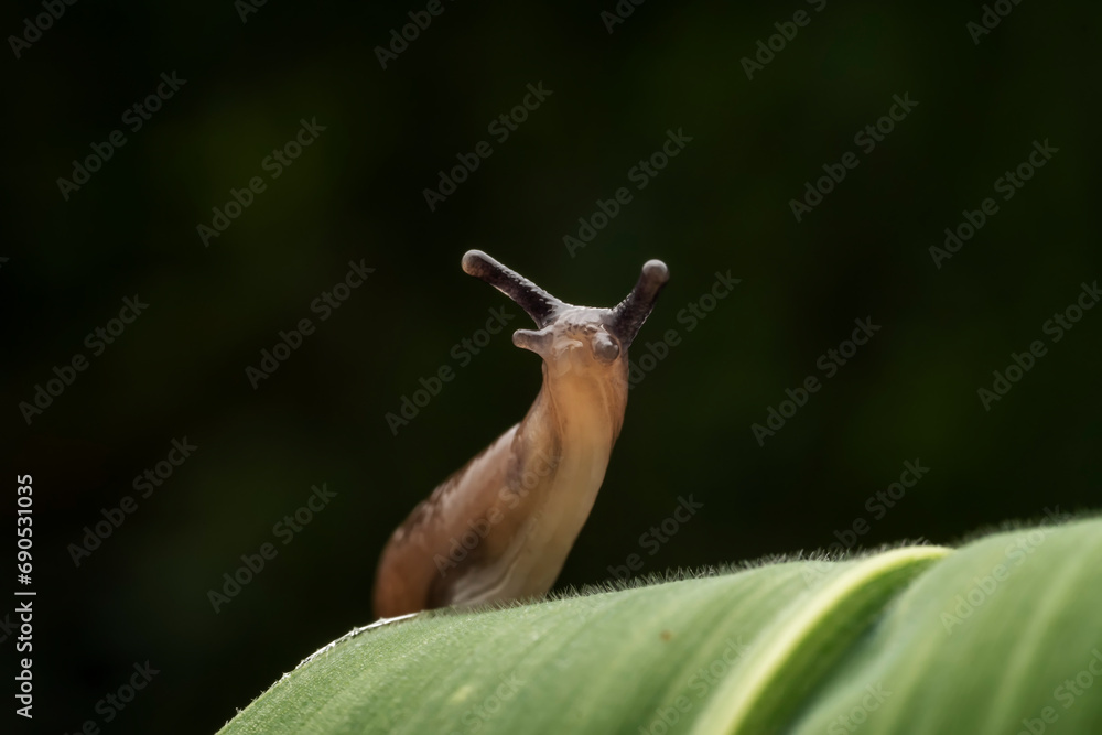 Wall mural slug inhabiting on the leaves of wild plants