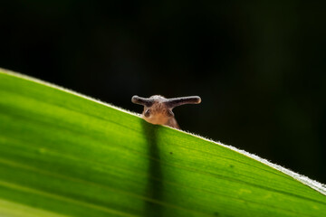 slug inhabiting on the leaves of wild plants