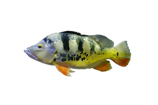  big cichla monoculus isolated on white background