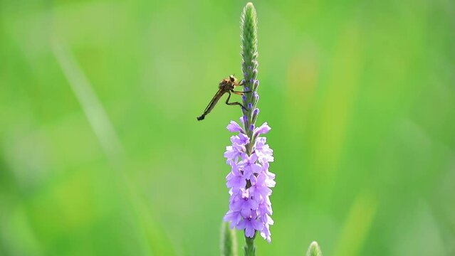 robber flies inhabit European verbena flowers