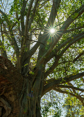 trees in temple Wat Phra Ngam