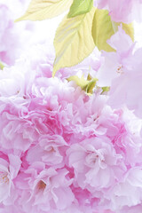 桜色の柔らかな光