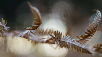 Vue rapprochée de feuilles de fougère, pendant le crépuscule, dans la forêt des Landes de Gascogne