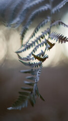Vue rapprochée de feuilles de fougère, pendant le crépuscule, dans la forêt des Landes de Gascogne