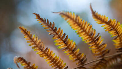 Vue rapprochée de feuilles de fougère, pendant le crépuscule, dans la forêt des Landes de Gascogne