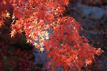 渓流を赤く染めるモミジの葉