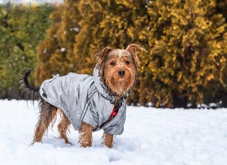 Portrait of Yorkshire Terrier puppy on the snow. - obrazy, fototapety, plakaty