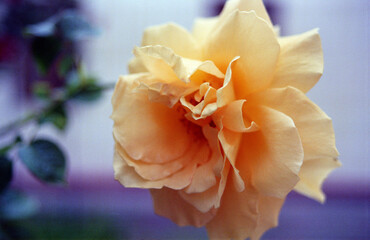 Amazing rose