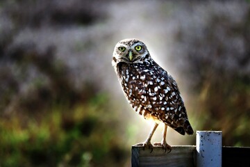 Burrowing Owl in Cape Coral (Florida)