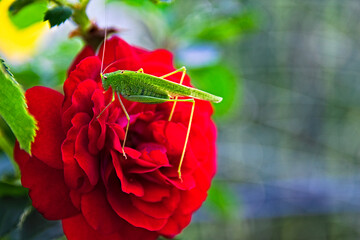 grüner Grashüpfer auf roter Rose
