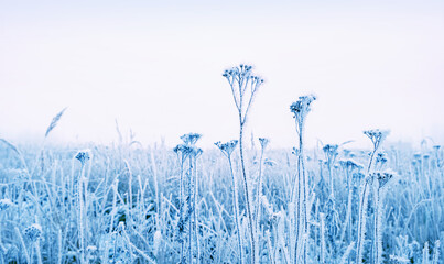 frozen plant stems on snowy field, winter nature background. field grass in hoarfrost. beautiful...