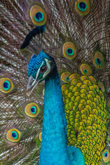 Captivating Portrait of Peafowl, Majestic Birds