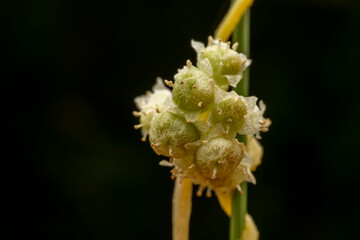 flowers of Parasitic plant Dodder