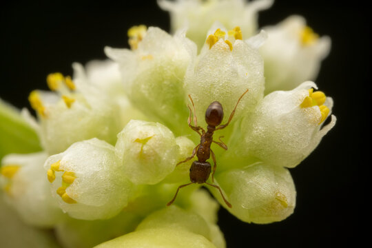 Ants on parasitic plant dodder