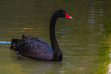 Elegance in Motion: Black Swan Gliding Through the Water
