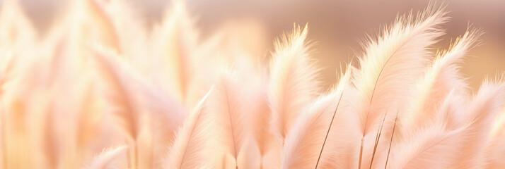 growing pampas grass background with color of the year 2024 peach fuzz.