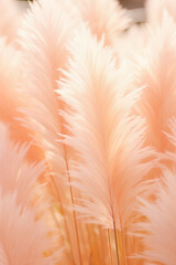 growing pampas grass background with color of the year 2024 peach fuzz.