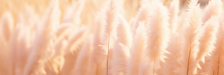 growing pampas grass background with color of the year 2024 peach fuzz. - obrazy, fototapety, plakaty