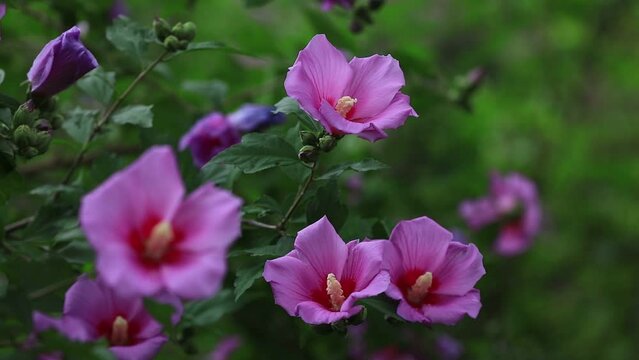 Blooming hibiscus flowers in the garden