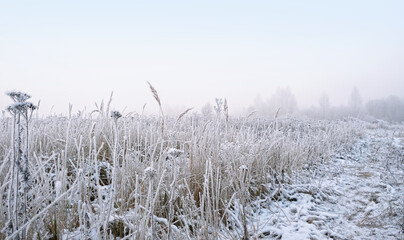 winter nature background. snowy field with frozen plant stems. beautiful winter landscape. field...