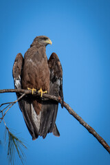 Aigle Royal