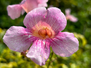 Defocused view of pink trumpet vine flowers in the garden