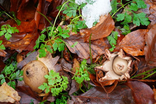Geastrum michelianum or Geastrum triplex, also known as collared earth star, wild mushroom in the city forest Heidehaus of Hanover, Lower Saxony, Germany.