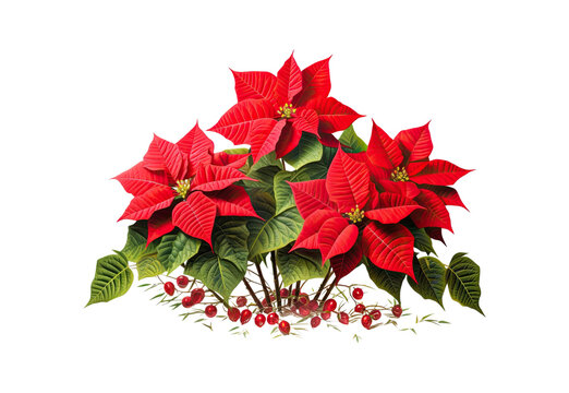 Christmas_tree_branches_and_red_poinsettia_flower