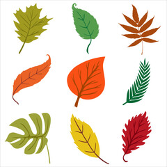 Obraz premium Forest leaves. Autumn season. Vector illustration.