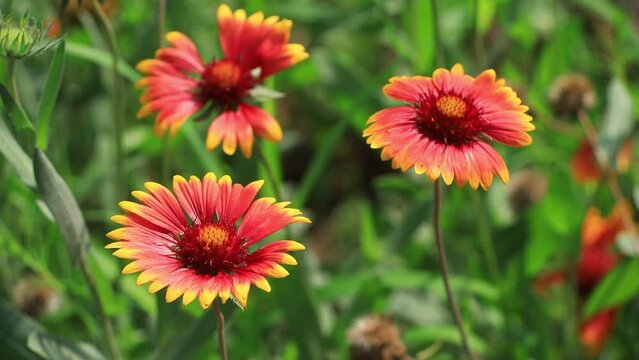 Gaillardia pulchella flowers in the wild state