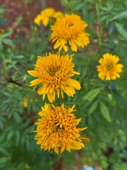 yellow flowers in the garden