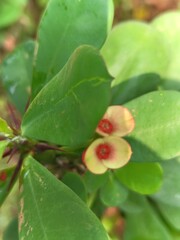 Yellow flower in green leaves 
