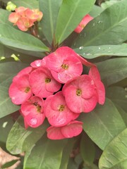 pink flower in the garden