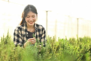 Charming Asian female farmer taking care of young rosemary plants on organic farm.