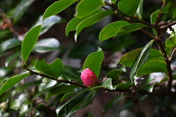 冬の日差しを浴びて輝く、椿の花のつぼみ