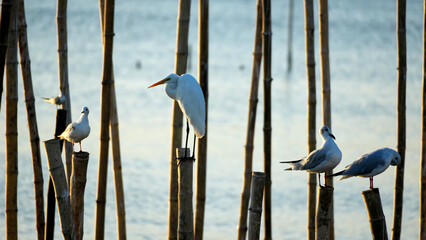 Birds standing on tree stump, blurred ocean background
