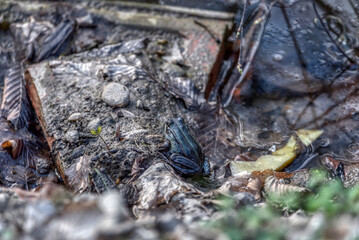 common water frog or green frog
