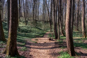 Foto op Plexiglas Birch forest in early spring. © precinbe