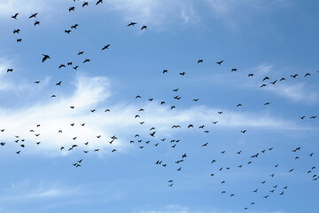 birds in the sky