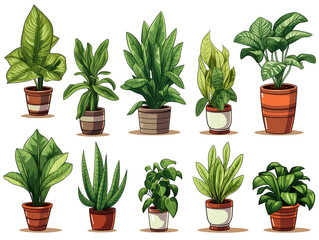Create a set of illustrations featuring popular indoor plants like succulents, snake plants, and pothos, isolated on a transparent background.