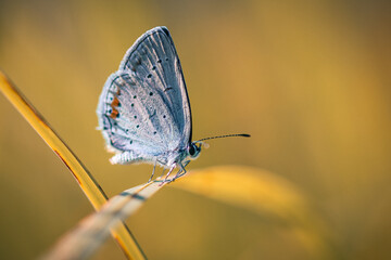 Schmetterling im Sommergenuss 