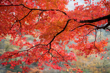 red maple tree