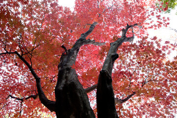 red maple tree