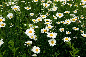 daisies in a field